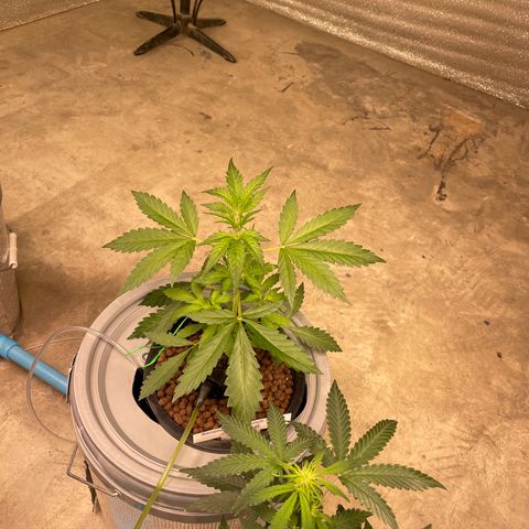 BANANA PURPLE PUNCH AUTO growlog timeline photo