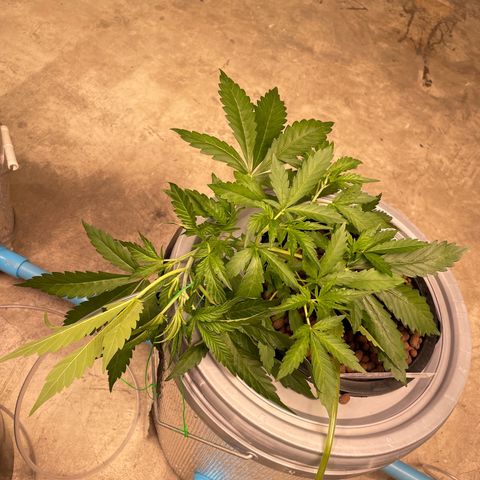 BANANA PURPLE PUNCH AUTO growlog photo: Ph 6.1 ec 0.6 330ppm