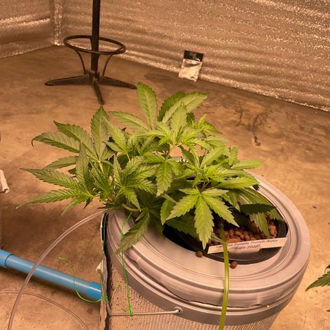 BANANA PURPLE PUNCH AUTO growlog timeline photo