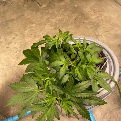 BANANA PURPLE PUNCH AUTO growlog timeline photo