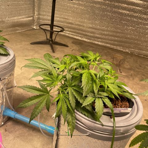 BANANA PURPLE PUNCH AUTO growlog timeline photo
