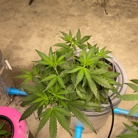 BANANA PURPLE PUNCH AUTO growlog timeline photo