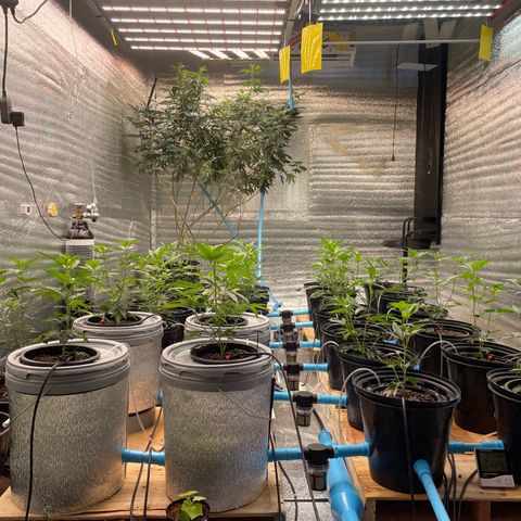Deluxe sugarcane growlog timeline photo