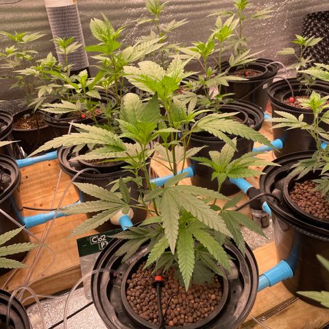 Deluxe sugarcane growlog timeline photo