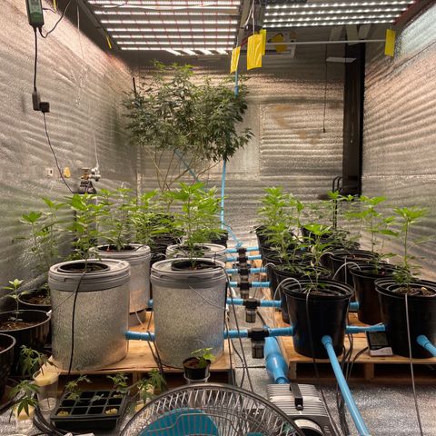 Deluxe sugarcane growlog timeline photo