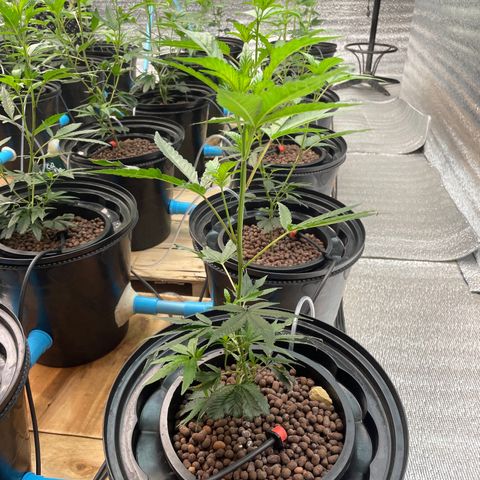 Deluxe sugarcane growlog timeline photo