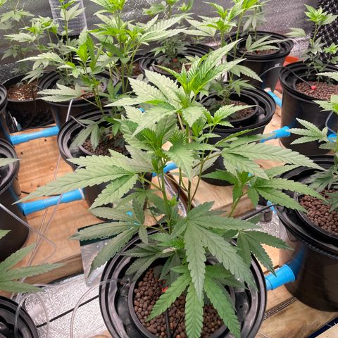 Deluxe sugarcane growlog timeline photo