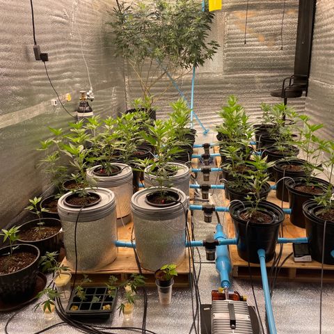 Deluxe sugarcane growlog timeline photo