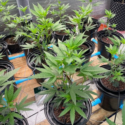 Deluxe sugarcane growlog timeline photo