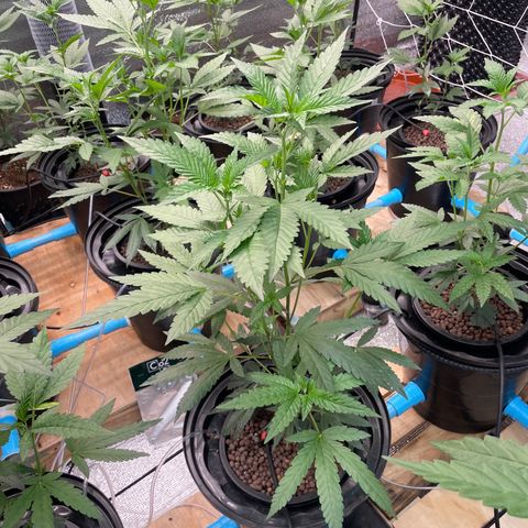 Deluxe sugarcane growlog timeline photo