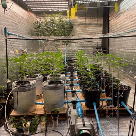 Deluxe sugarcane growlog timeline photo
