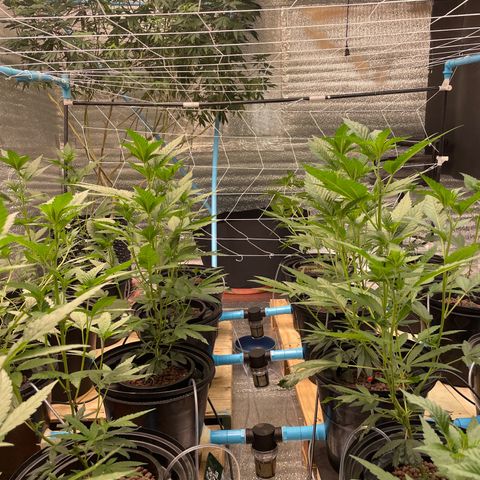 Deluxe sugarcane growlog photo: Ab 450cc