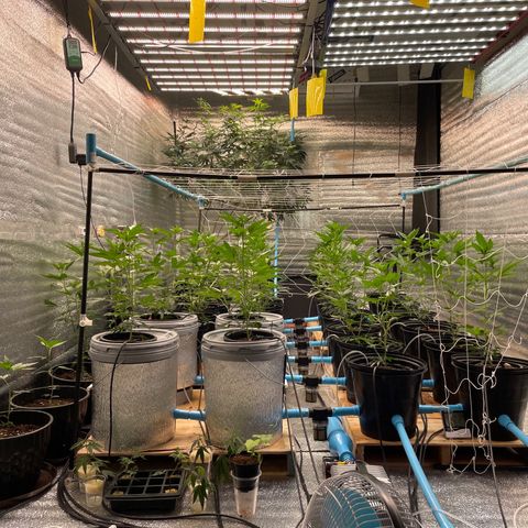 Deluxe sugarcane growlog photo: Ab 450cc