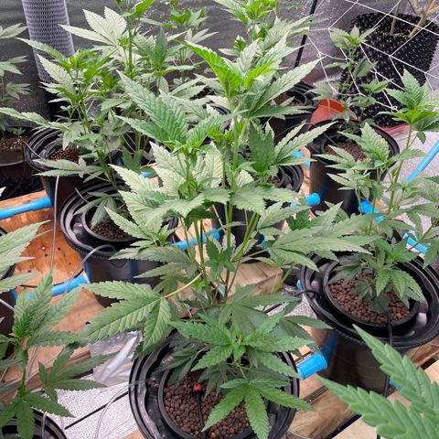 Deluxe sugarcane growlog photo: Ab 450cc