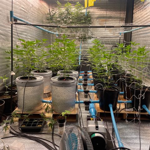 Deluxe sugarcane growlog timeline photo