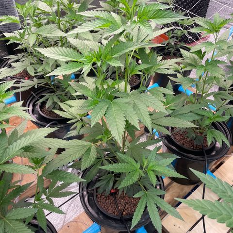 Deluxe sugarcane growlog timeline photo