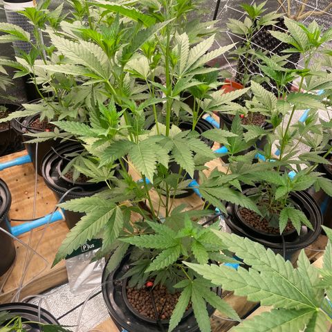 Deluxe sugarcane growlog timeline photo