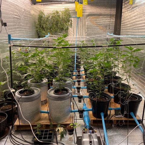 Deluxe sugarcane growlog timeline photo