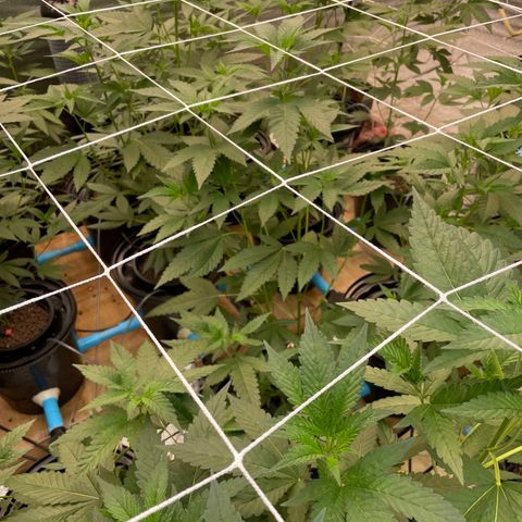 Deluxe sugarcane growlog timeline photo