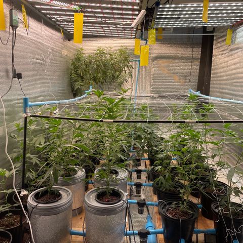 Deluxe sugarcane growlog timeline photo