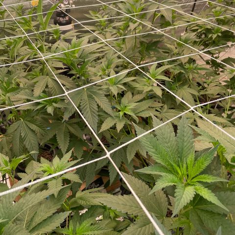 Deluxe sugarcane growlog timeline photo