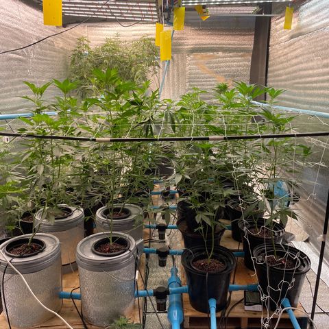 Deluxe sugarcane growlog timeline photo