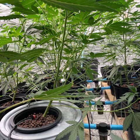 Deluxe sugarcane growlog timeline photo