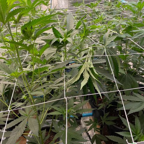 Deluxe sugarcane growlog timeline photo
