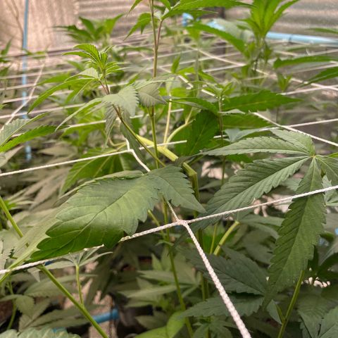 Deluxe sugarcane growlog timeline photo