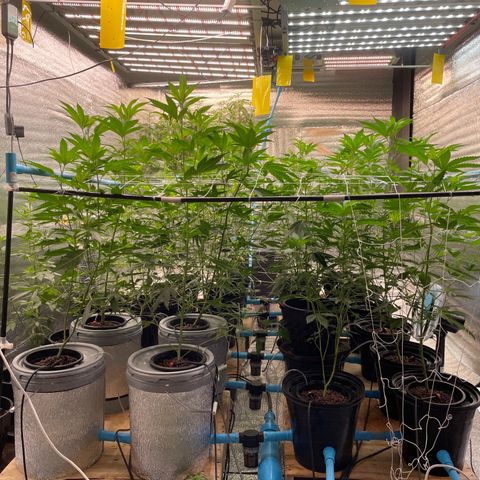 Deluxe sugarcane growlog timeline photo