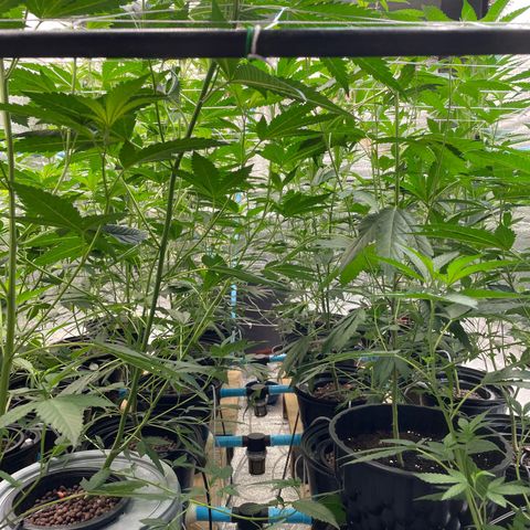 Deluxe sugarcane growlog timeline photo