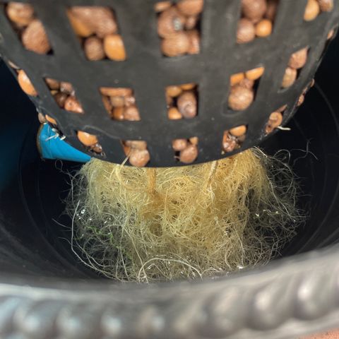 Deluxe sugarcane growlog timeline photo