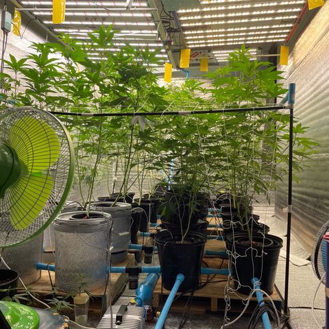 Deluxe sugarcane growlog photo: Defoliation + ปรับไฟทำดอก

Hydro 36 gl = 140 L
เสริม terpene 200ml
Bulky b 45g