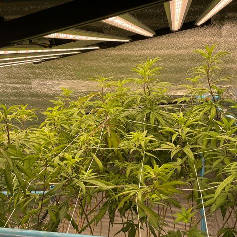 Deluxe sugarcane growlog timeline photo