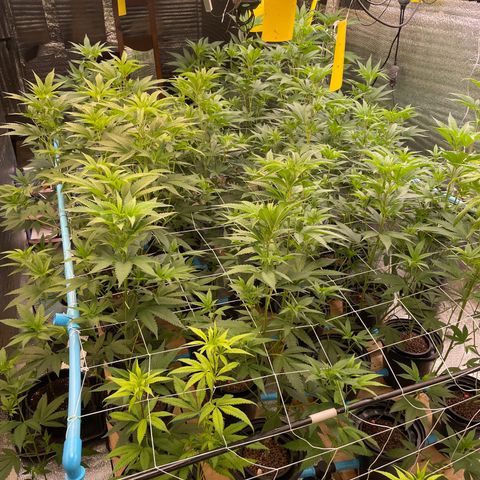 Deluxe sugarcane growlog timeline photo