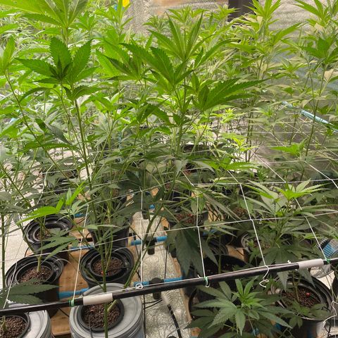 Deluxe sugarcane growlog timeline photo