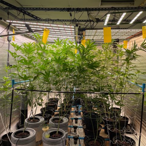 Deluxe sugarcane growlog photo: ฉีด bloom foliar