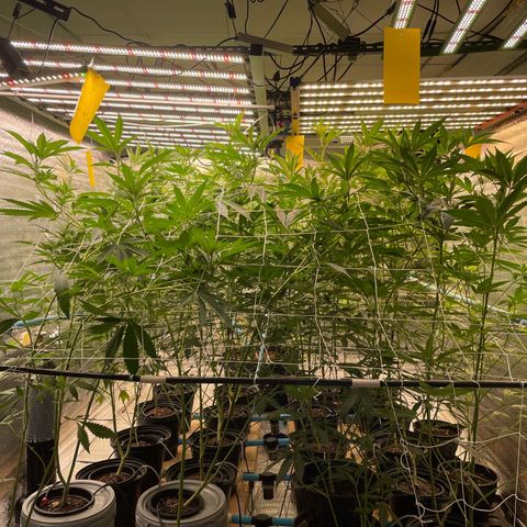 Deluxe sugarcane growlog timeline photo
