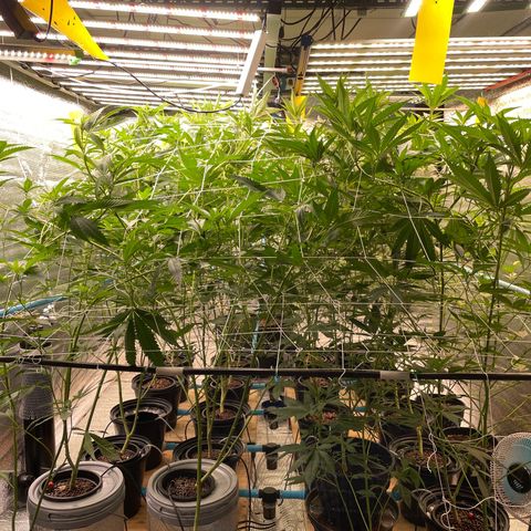 Deluxe sugarcane growlog timeline photo
