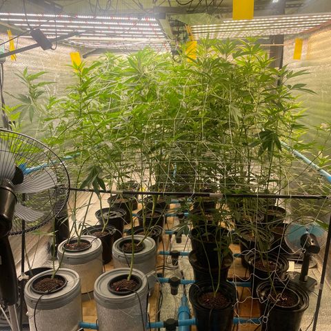 Deluxe sugarcane growlog timeline photo