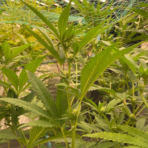 Deluxe sugarcane growlog timeline photo