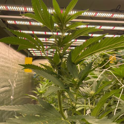 Deluxe sugarcane growlog timeline photo