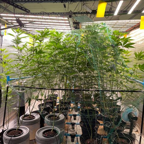 Deluxe sugarcane growlog timeline photo