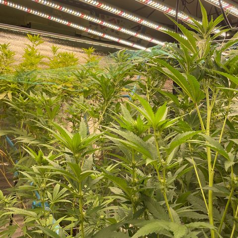 Deluxe sugarcane growlog timeline photo