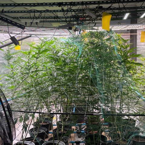 Deluxe sugarcane growlog timeline photo