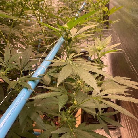 Deluxe sugarcane growlog timeline photo