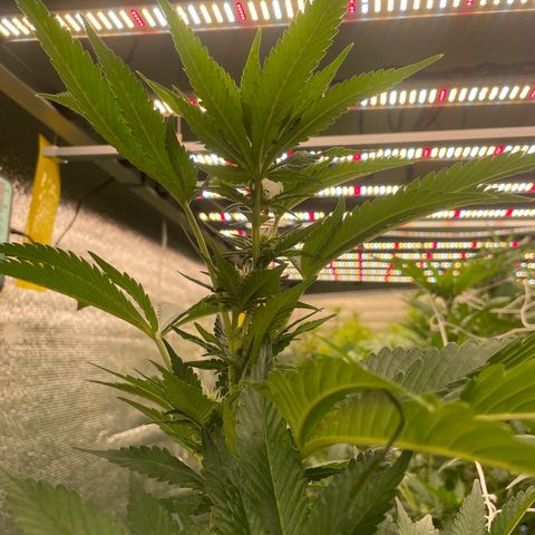 Deluxe sugarcane growlog timeline photo