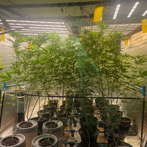 Deluxe sugarcane growlog timeline photo