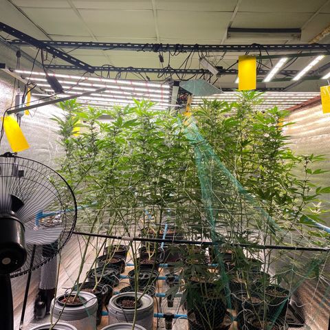 Deluxe sugarcane growlog timeline photo