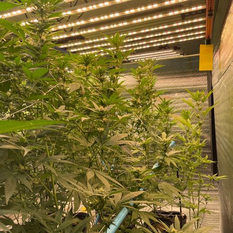 Deluxe sugarcane growlog timeline photo